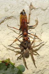 Female Spider wasp carrying a House spider