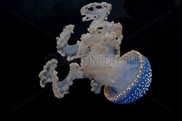 Spotted jellyfish Aquarium Nausicaa France