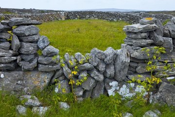 Stone wall Inishmore Island Aran Islands West Ireland