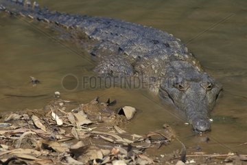 Australian Freshwater crocodile in water Australia