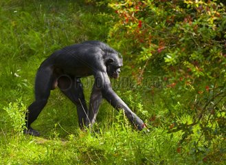 Gracile Chimpanzee walking