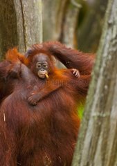 Orangutan adult with a young