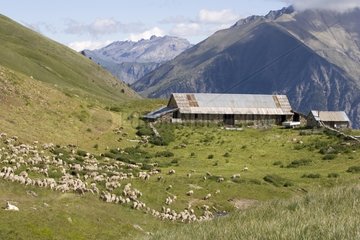 Herd of sheep and sheep altitude Ubaye valley