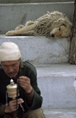 Schlafender Hund auf einem Spaziergang mit Pilgern und Gebetsmühle Indien