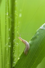 Young Slug after the rain