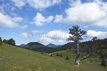 Landscape in the mountains of Drôme France