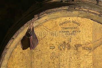Greater horseshoe bat resting on a barrel Gers France