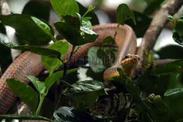 Puffing Schlange auf Laub Costa Rica