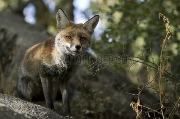 Red fox on a rock Spain