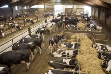 Kühe Prim 'Holstein im Stalling Frankreichs