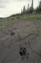 Traces of Elk in the mud banks of the Mackenzie River