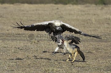 Black-backed Jackal and vultures Masaï Mara Kenya