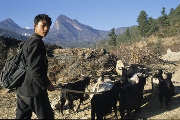 Young Yi shepherd and his herd of goats Yunnan China