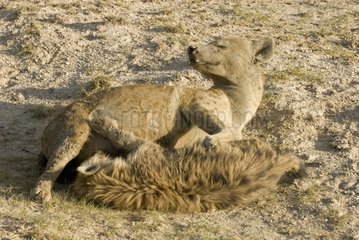 Young Spotted Hyena sucking at its mother Samburu NP