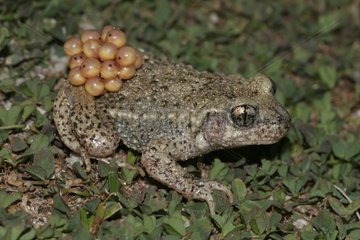 Midwife toad Carrying eggs