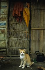 Rinnenkatze sitzend vor der Tür von Laos