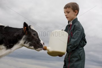 Giving the child a bottle to a Holstein Calf
