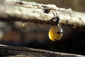 Honeypot ant unearthed by Australian Aborigines Australia