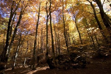 Beech forest in Abruzzes National Park in autumn Italia