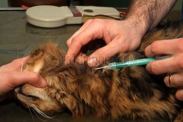 Insertion of a microchip in the chin-strap of the cat