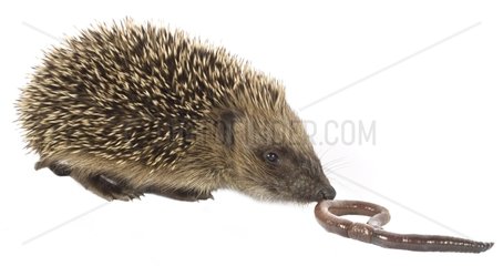 Little Hedgehog feeling an earthworm