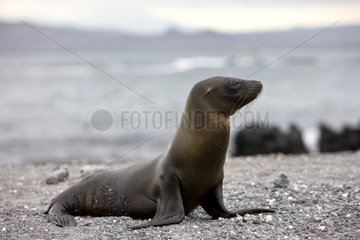 Eine junge Galápagos Sea Lion Galapagos Island