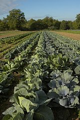 Biological culture of cabbage in autumn