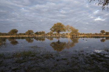 Bäume  die sich im Okavango Delta Botswana widerspiegeln