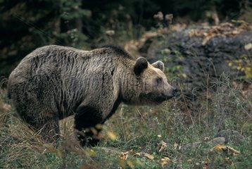 Female Brown bear in Bulgaria