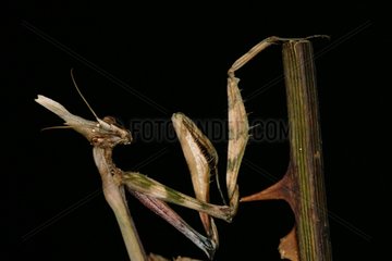Mantis Religiosa looking on a thorny stem Sieuras