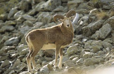 Mouflon Sheep im Herbst NP Mercantour Frankreich
