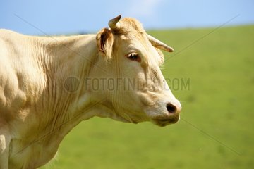 Portrait of a Blonde d'Aquitaine Cow in a meadow France
