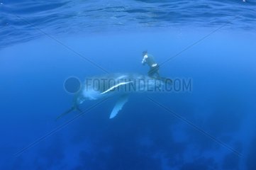 Young Humpback Whale and diver Rurutu Austral Polynesia