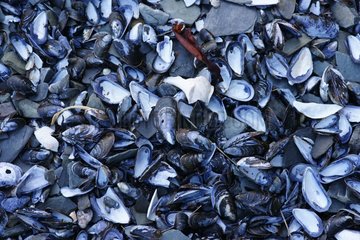 Mussel shells washed up on a wild beach Quebec