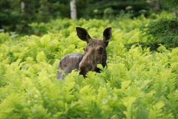Female Eurasian Elk Gaspesie Park Quebec