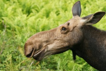 Female Eurasian Elk Gaspesie Park Quebec