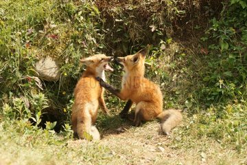 Young red foxes in Quebec