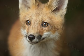 Portrait of a young red fox in Quebec