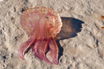 Mauve stinger jellyfish on a beach at Villefranche-sur-Mer