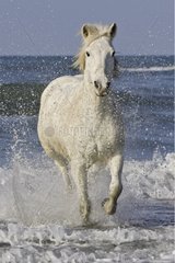 Camarguais horse galloping in the water France