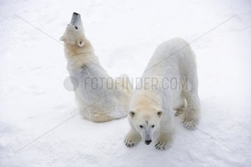 Polar bears careful around in the snow in winter