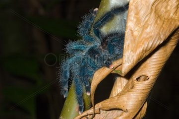 rosatoe Tarantula auf einem Blatt French Guayana