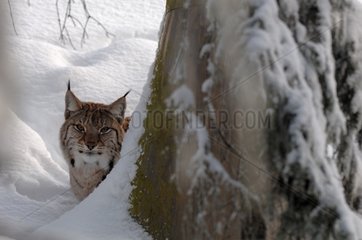 Female Eurasian Lynx hidden in snow Sweden
