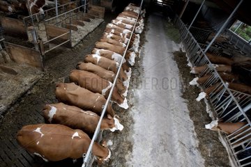 Simmental cows eating silage at cornadis
