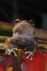 Guianer Frog French Guayana