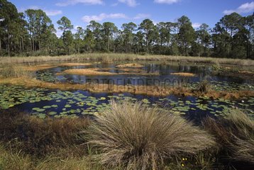 Swamps in northern Florida  USA