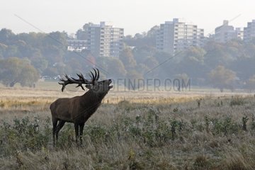 Stag roaring in front of buildings of a city in autumn GB