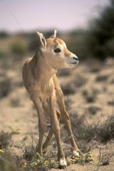Young Arabian oryx Saudi Arabia