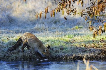 Roter Fuchs trinken in einem gefrorenen Teich im Bois de Vincennes