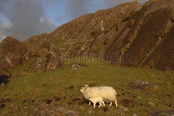 Ewe and lamb in a rocky landscape Ireland